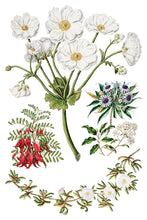 Load image into Gallery viewer, Iron Orchid Designs Transfer Sarah Featon's Botanicals