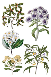 Iron Orchid Designs Transfer Sarah Featon's Botanicals