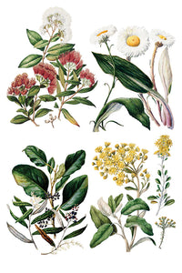 Iron Orchid Designs Transfer Sarah Featon's Botanicals