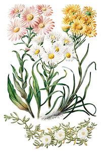 Iron Orchid Designs Transfer Sarah Featon's Botanicals
